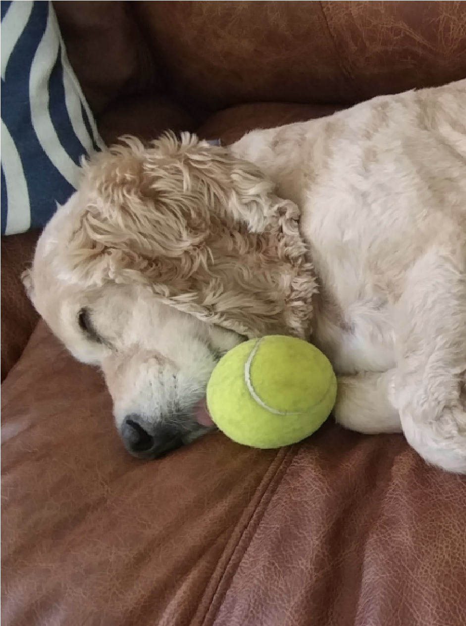 dog sleeping with a ball